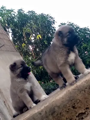 1-3 months Male Purebred Caucasian Shepherd
