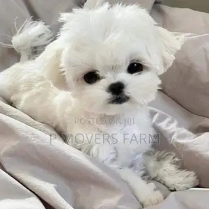1-3 months Female Purebred Maltese