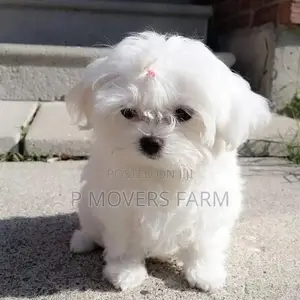 1-3 months Male Purebred Maltese