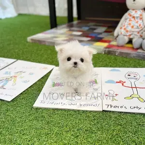 1-3 months Male Purebred Maltese