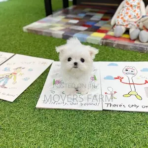 1-3 months Male Purebred Lhasa Apso