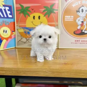 1-3 months Female Purebred Maltese
