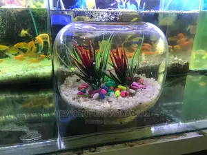 Fish Bowl Set Up With Everything