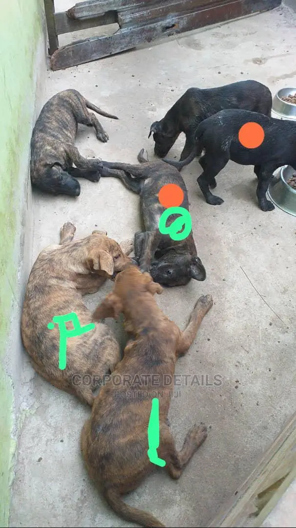 3-6 months Male Purebred American Pit Bull Terrier