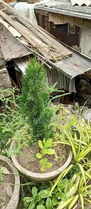 All Kinds of Natural Flowers