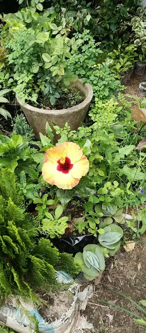 All Kinds of Natural Flowers
