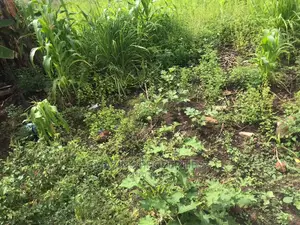 One Acre of Land at Tse Addo Round