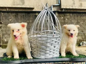 0-1 Month Male Purebred American Eskimo