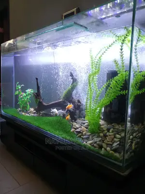 Aquarium Tanks