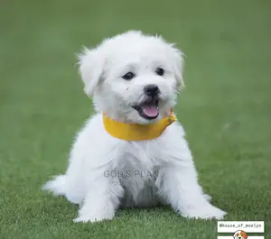 1-3 months Female Purebred Maltese