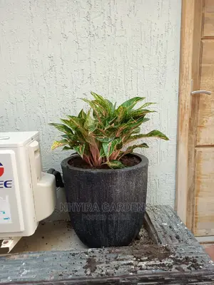 Modern Flowers Pots