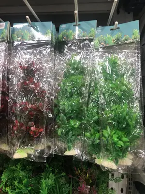 Aquarium Plants and Accessories
