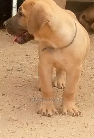 1-3 months Male Purebred Boerboel