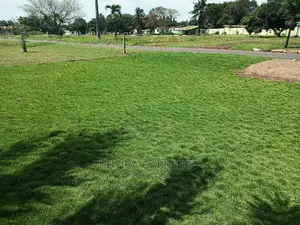 Yard Grassing (Green Grass Planting)