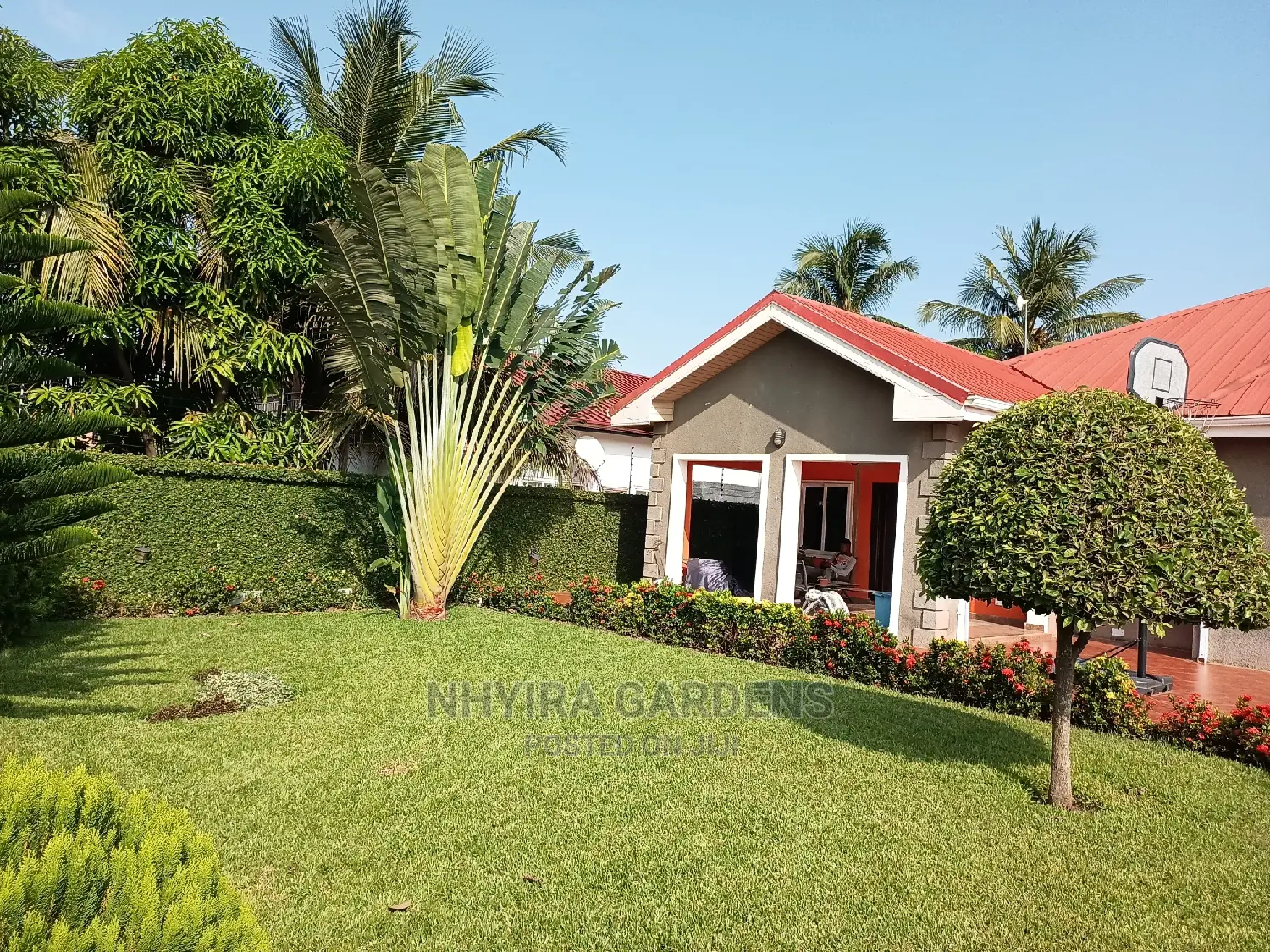 Yard Grassing (Green Grass Planting)