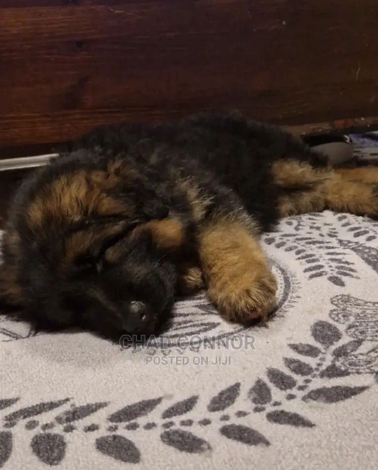 1-3 months Female Purebred German Shepherd