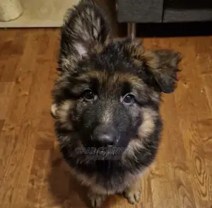 1-3 months Female Purebred German Shepherd
