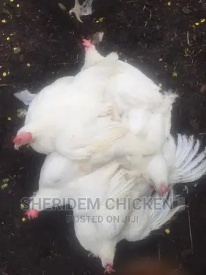 Hot Sale, Live and Well Dressed Full Chicken ,