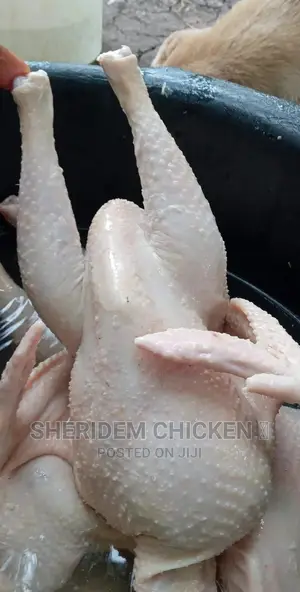 Hot Sale, Live and Well Dressed Full Chicken ,