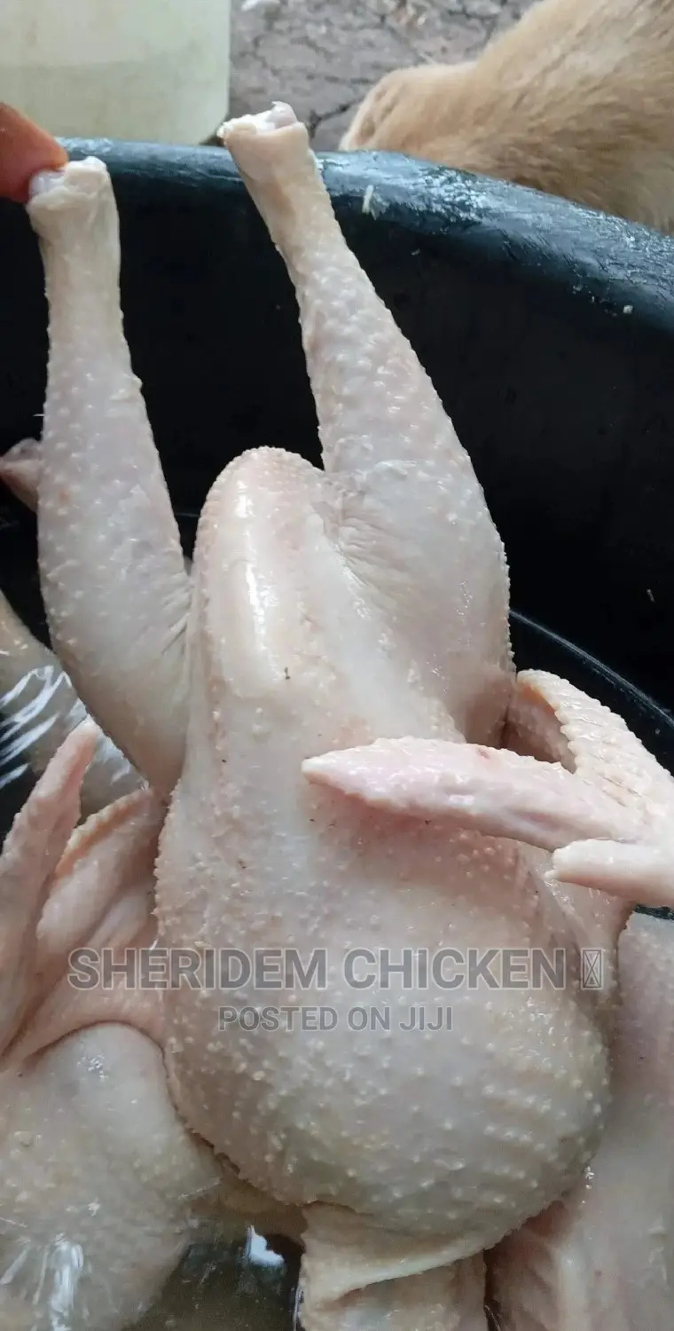 Hot Sale, Live and Well Dressed Full Chicken ,