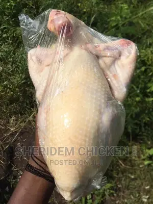 Well Dressed Chicken , Layer And Broiler.