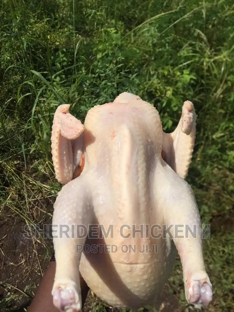Well Dressed Chicken , Layer And Broiler.