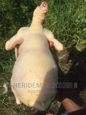 Well Dressed Chicken , Layer And Broiler.
