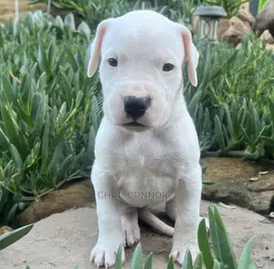 1-3 months Male Purebred Dogo Argentino