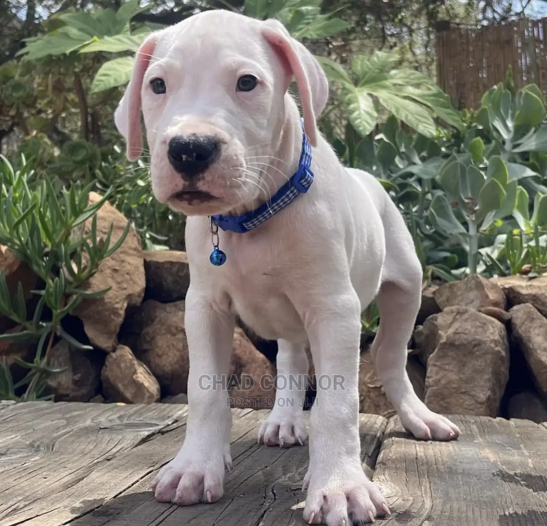 1-3 months Male Purebred Dogo Argentino