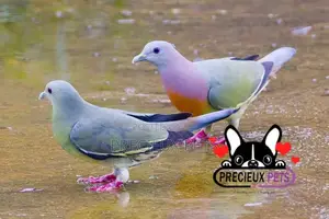 Pair of Fruit Pigeons