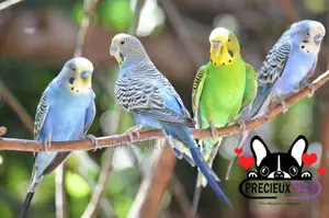 Budgies Parakeets