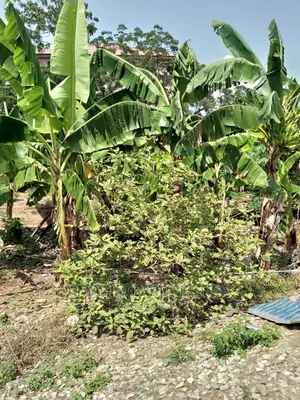 One Acre, Corner Plot for Sale at Abelemkpe