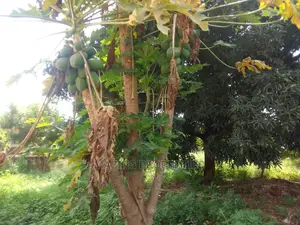 One Acre, Corner Plot for Sale at Abelemkpe