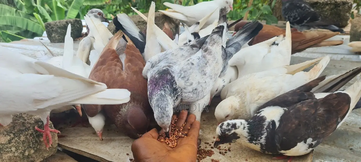 Pigeons (Mixed Colour)