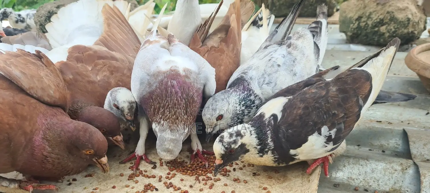 Pigeons (Mixed Colour)