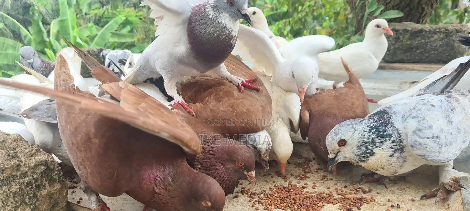 Pigeons (Mixed Colour)