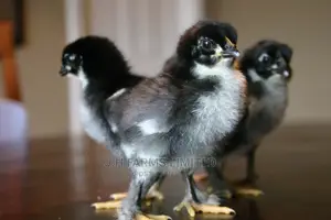 Plymouth Rock Day Old (Dayold Kings)