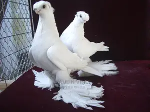 Uzbek Pigeons