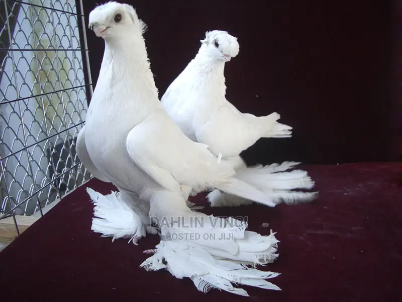 Uzbek Pigeons