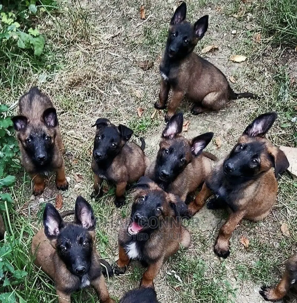 1-3 months Male Purebred Belgian Malinois