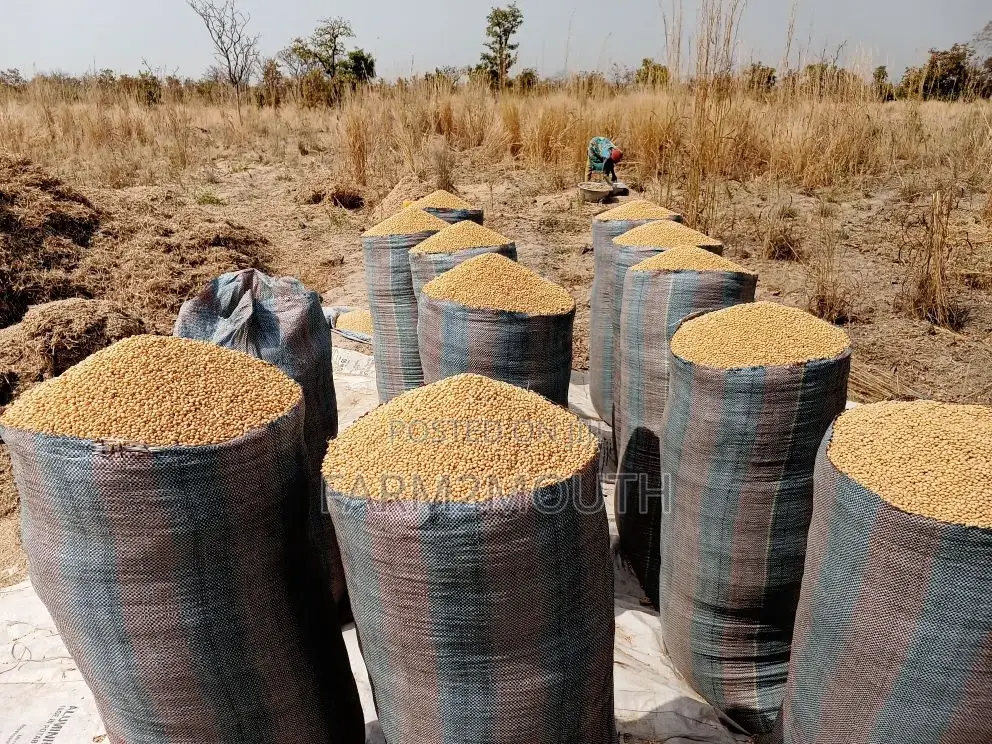 Soya Bean 100kg