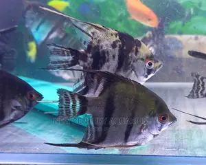 Black Angel Fish