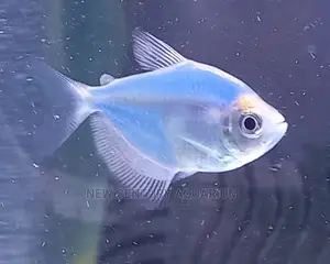 Aquarium Glow Fish