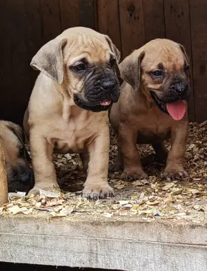 1-3 months Male Purebred Boerboel