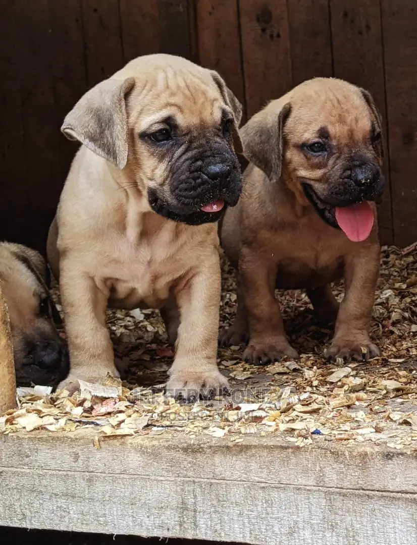 1-3 months Male Purebred Boerboel