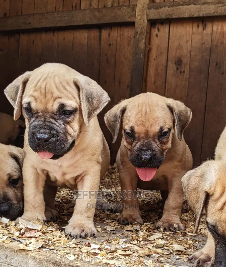 1-3 months Male Purebred Boerboel