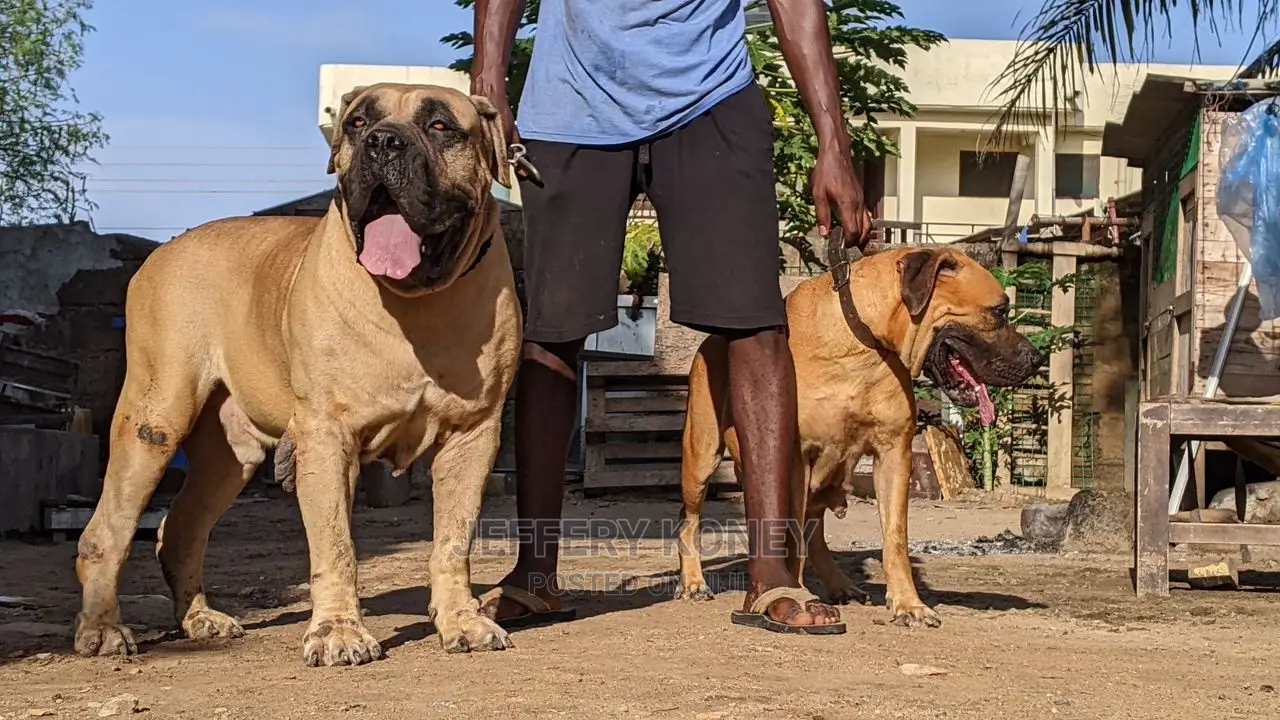 1-3 months Male Purebred Boerboel