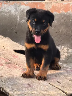 1-3 months Male Purebred Rottweiler
