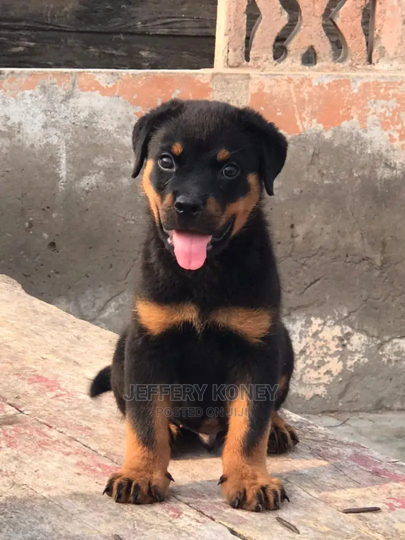 1-3 months Male Purebred Rottweiler