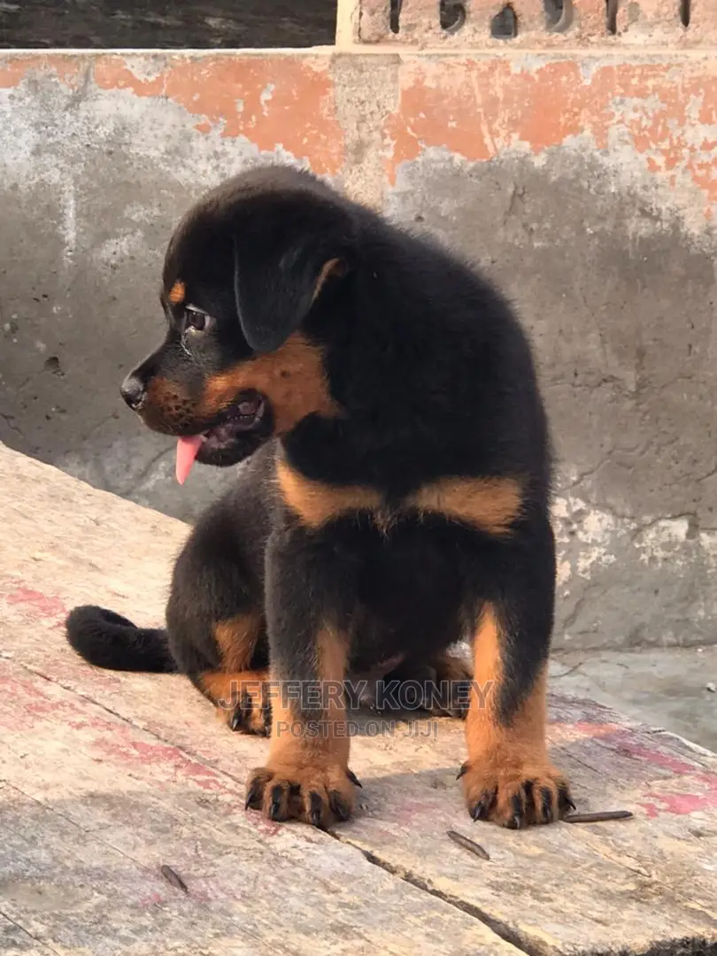 1-3 months Male Purebred Rottweiler